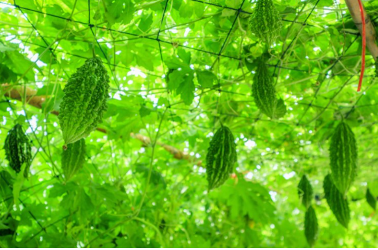 Kakara/Bitter gourd