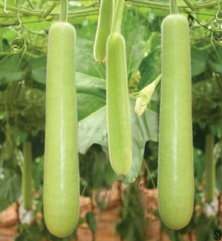Sorakaya/Bottle gourd