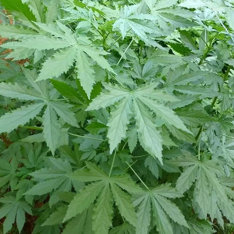 Gongura