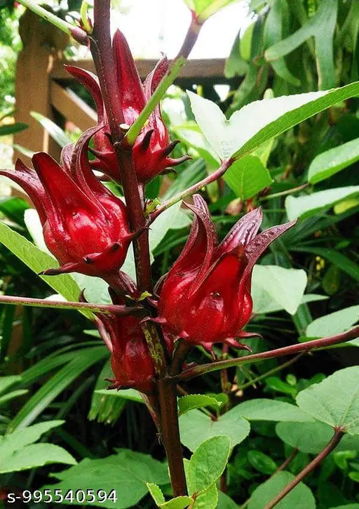 Gongura Flowers