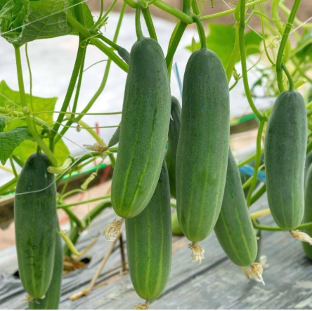 Keera/Cucumber