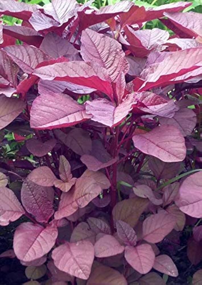 Red Thotakura