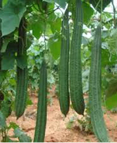 Beerakaya/Ridge Gourd