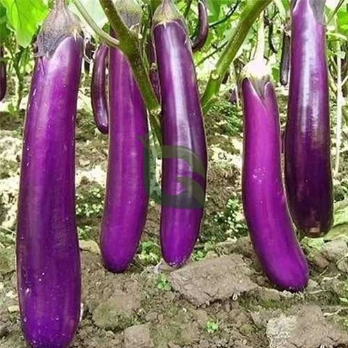 Long Brinjal